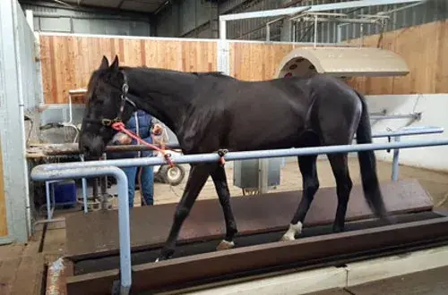 Clinique Vétérinaire Equine Valère