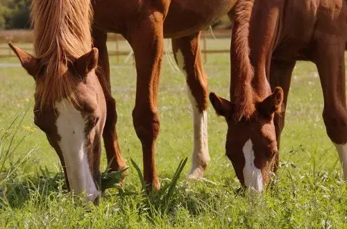 Vétérinaire Equin Sara Marcelin