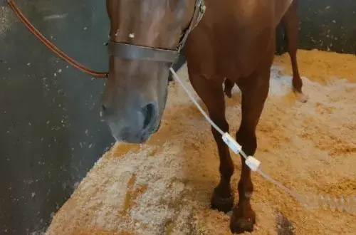 Clinique équine de Provence / Haras de la Trévaresse