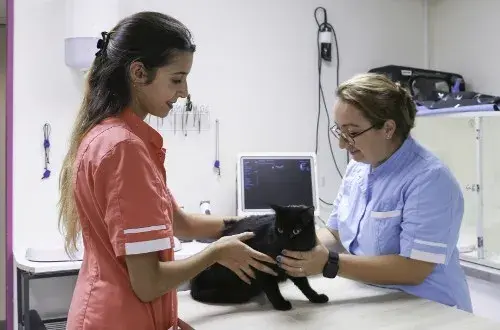 Clinique Vétérinaire Argos